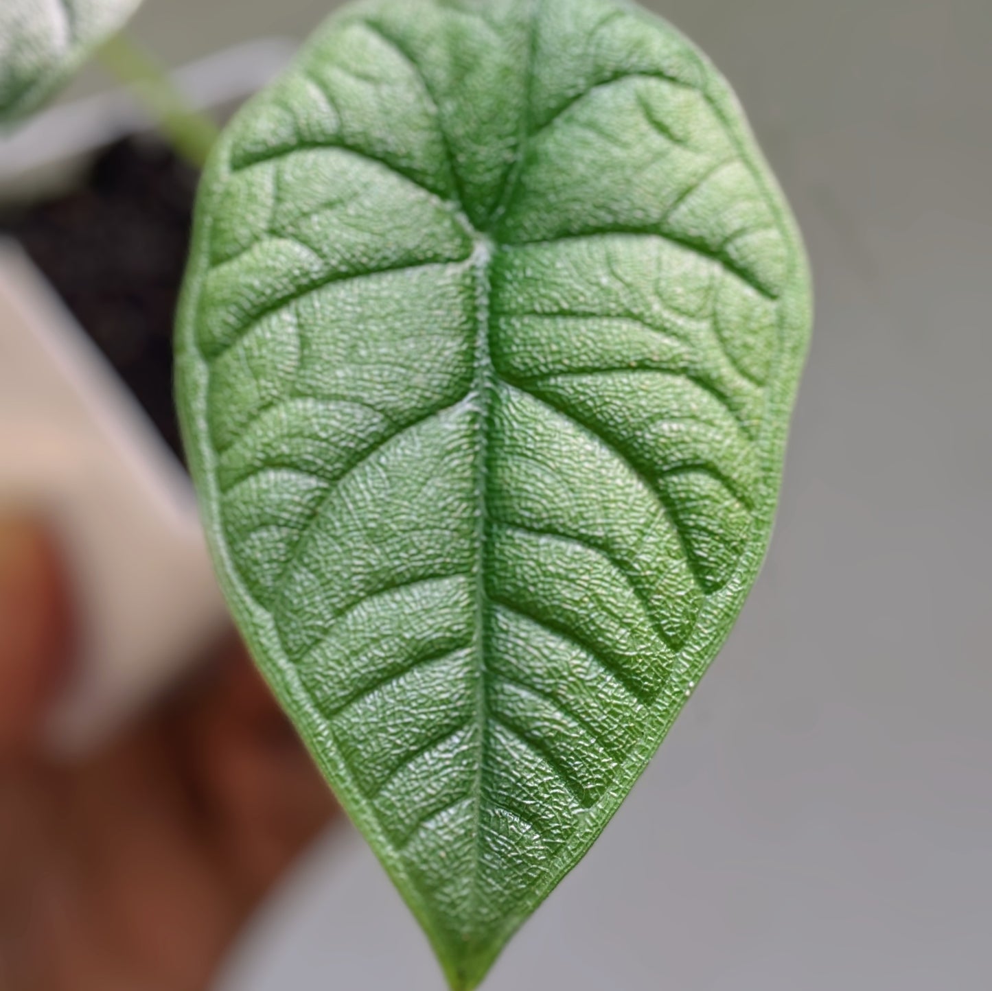 Alocasia Melo - Exquisite jewel-like Alocasia plant, from Soiled