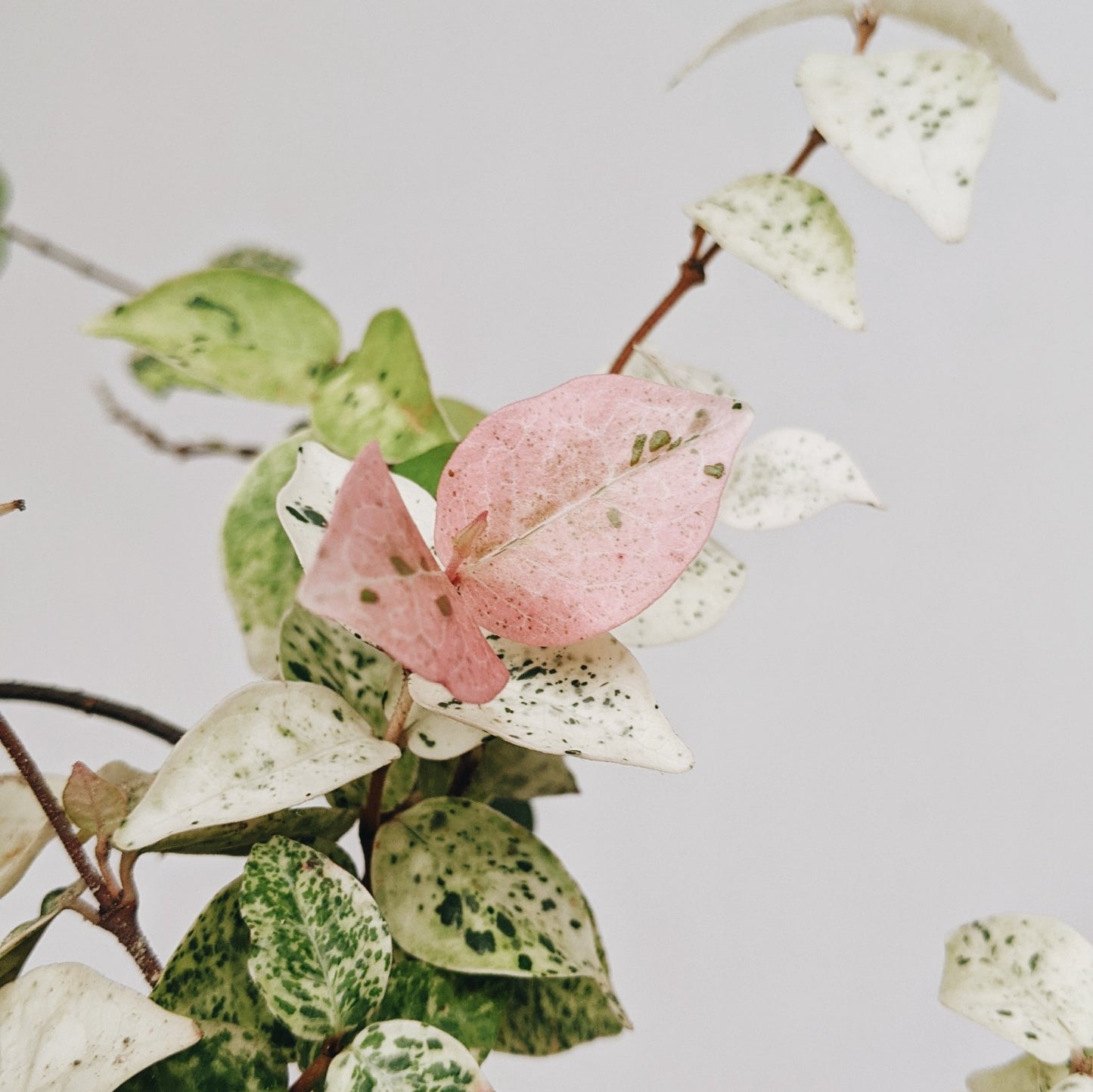 Tricolor Asiatic Jasmine