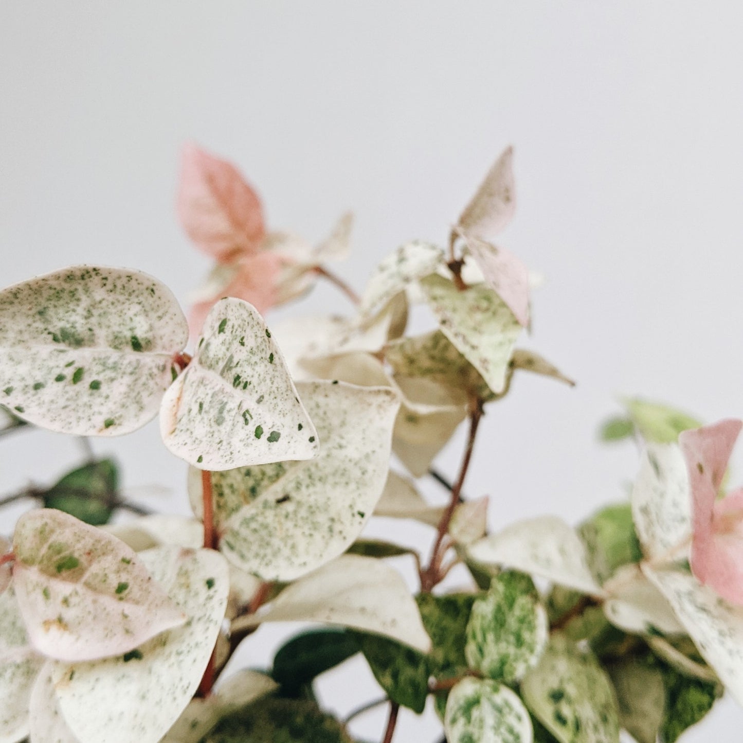 Tricolor Asiatic Jasmine