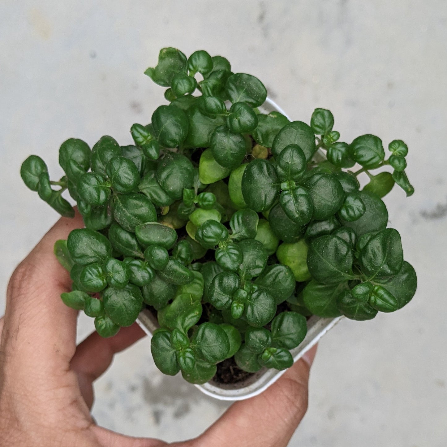 Bubble Plant