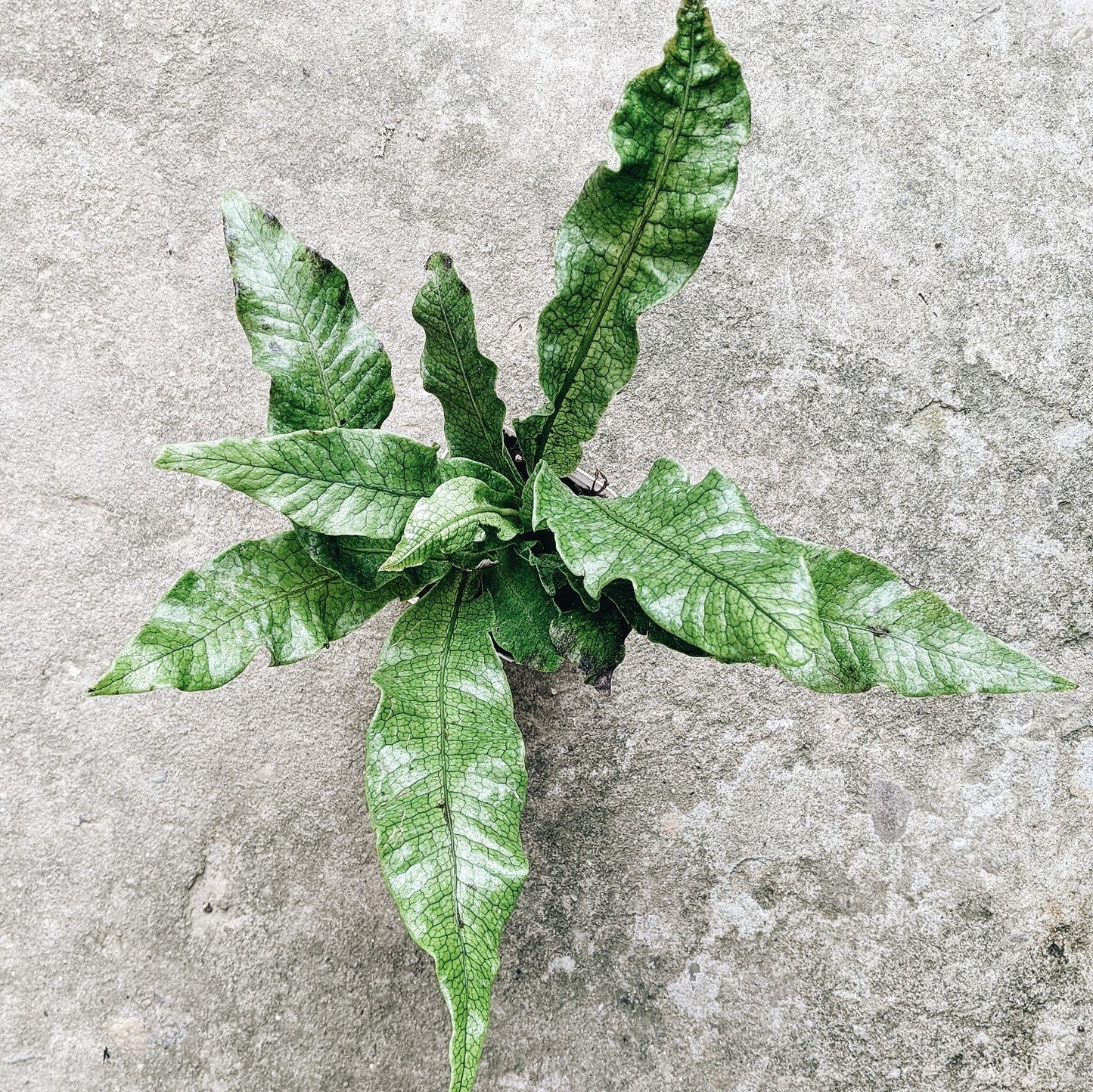 Crocodile Fern (Microsorum musifolium)