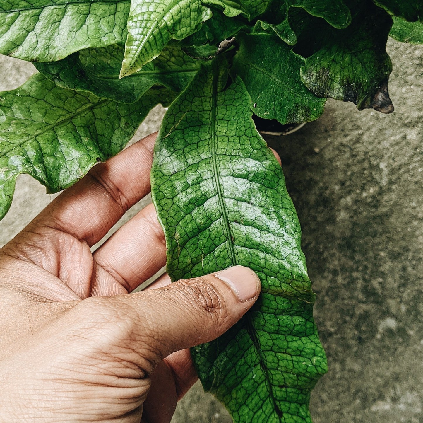 Crocodile Fern (Microsorum musifolium)