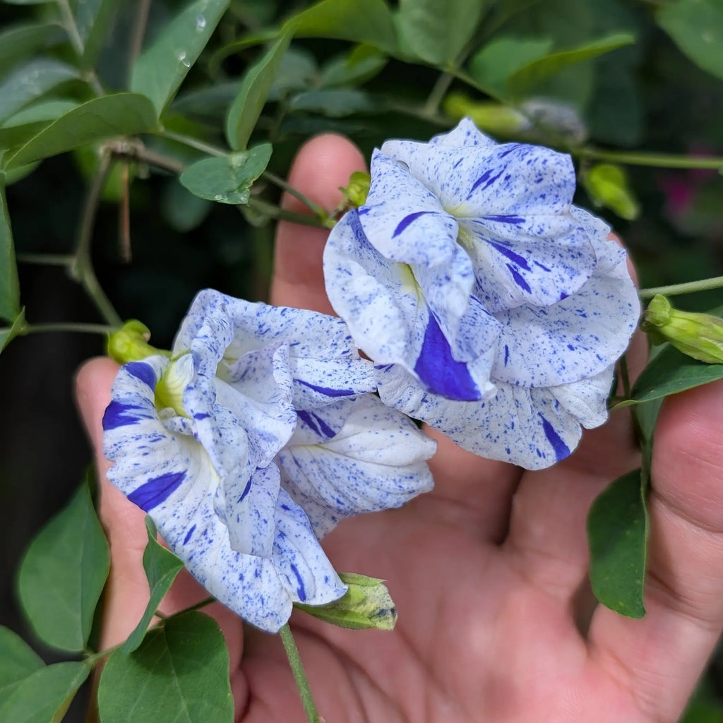 red aparajita flower seeds Clitoria Ternatea 'Night Sky'