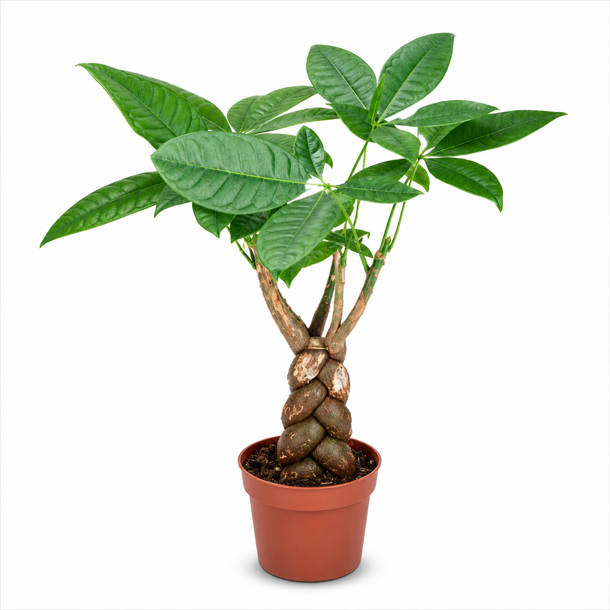 Potted plant with green leaves on a white background