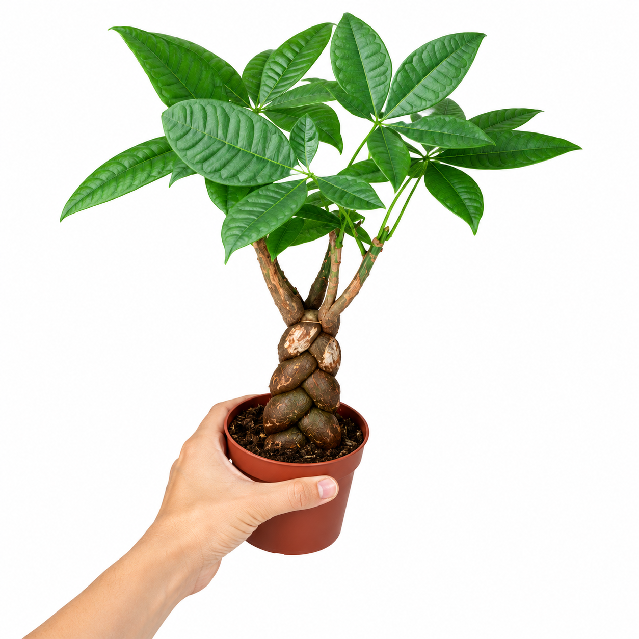 Hand holding a potted plant with green leaves on a white background