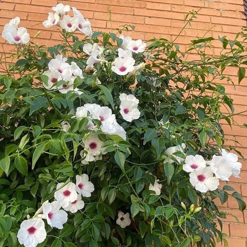 Pink Bower Vine (Pandorea Jasminoides) Climber | Soiled