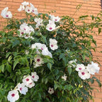 Pandorea Jasminoides - Pink Bower Vine - Flowering Plant - Soiled