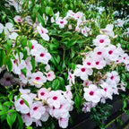 Pandorea Jasminoides - Pink Bower Vine - Flowering Plant - Soiled