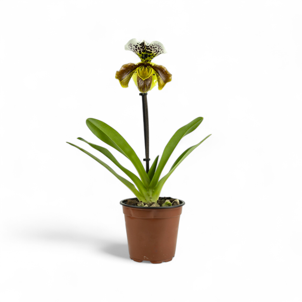 Paphiopedilum Insigne Hybrid (Slipper Orchid) - Orchid - Soiled