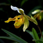 Paphiopedilum Insigne Hybrid (Slipper Orchid) - Orchid - Soiled