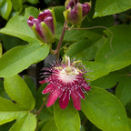 Passiflora Alata (Maroon Krishna Kamal Plant)