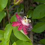 Pink flower with yellow center on a green leafy background