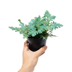 Peacock Blue Peacock Fern