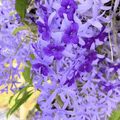 Purple Sandpaper Vine (Petrea Volubilis) - Flowering Plant - Soiled