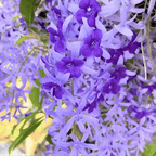 Purple Sandpaper Vine (Petrea Volubilis) - Flowering Plant - Soiled