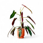 Philodendron Atabapoense - Philodendron - Soiled