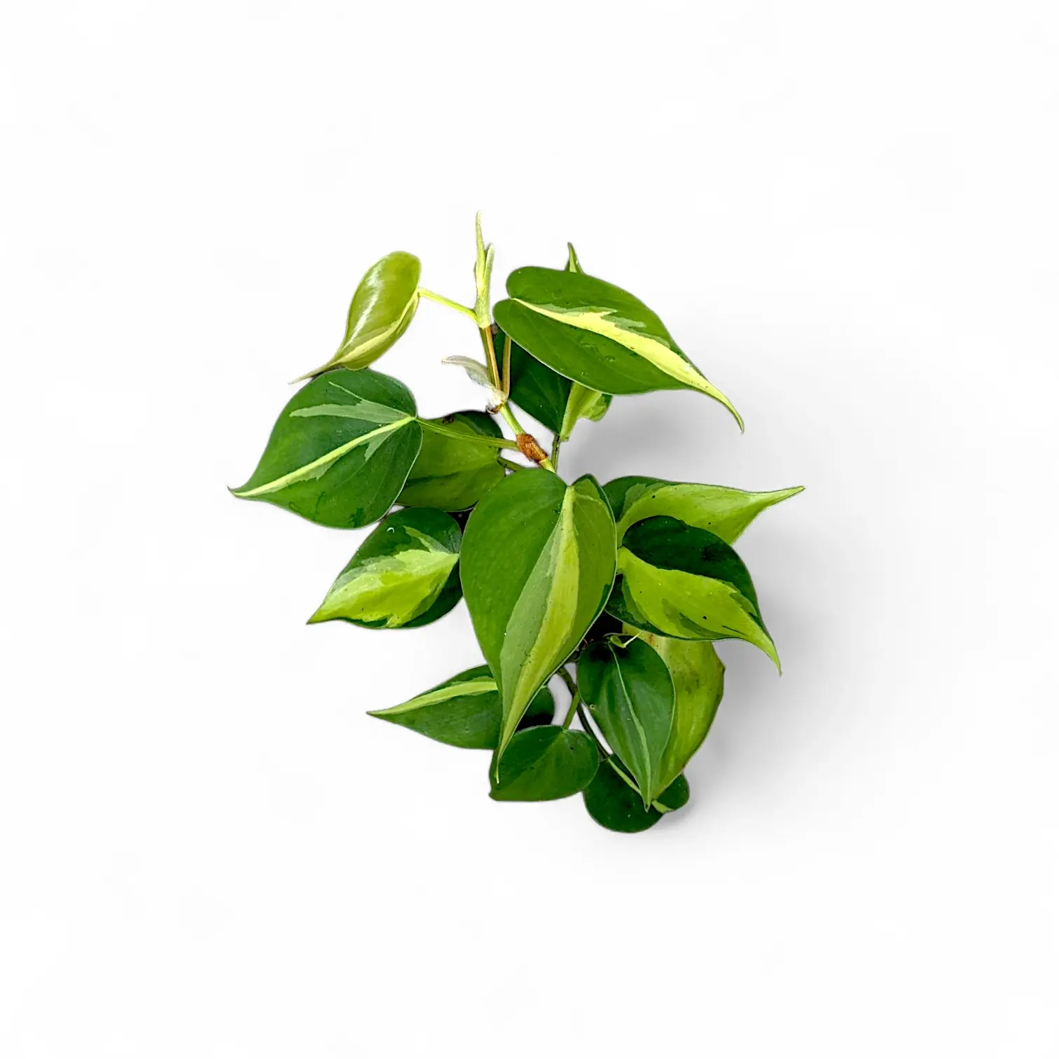 philodendron buy india Buy Philodendron Hederaceum 'Brasil' (Large)