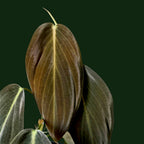 Philodendron Gigas - Philodendron - Soiled