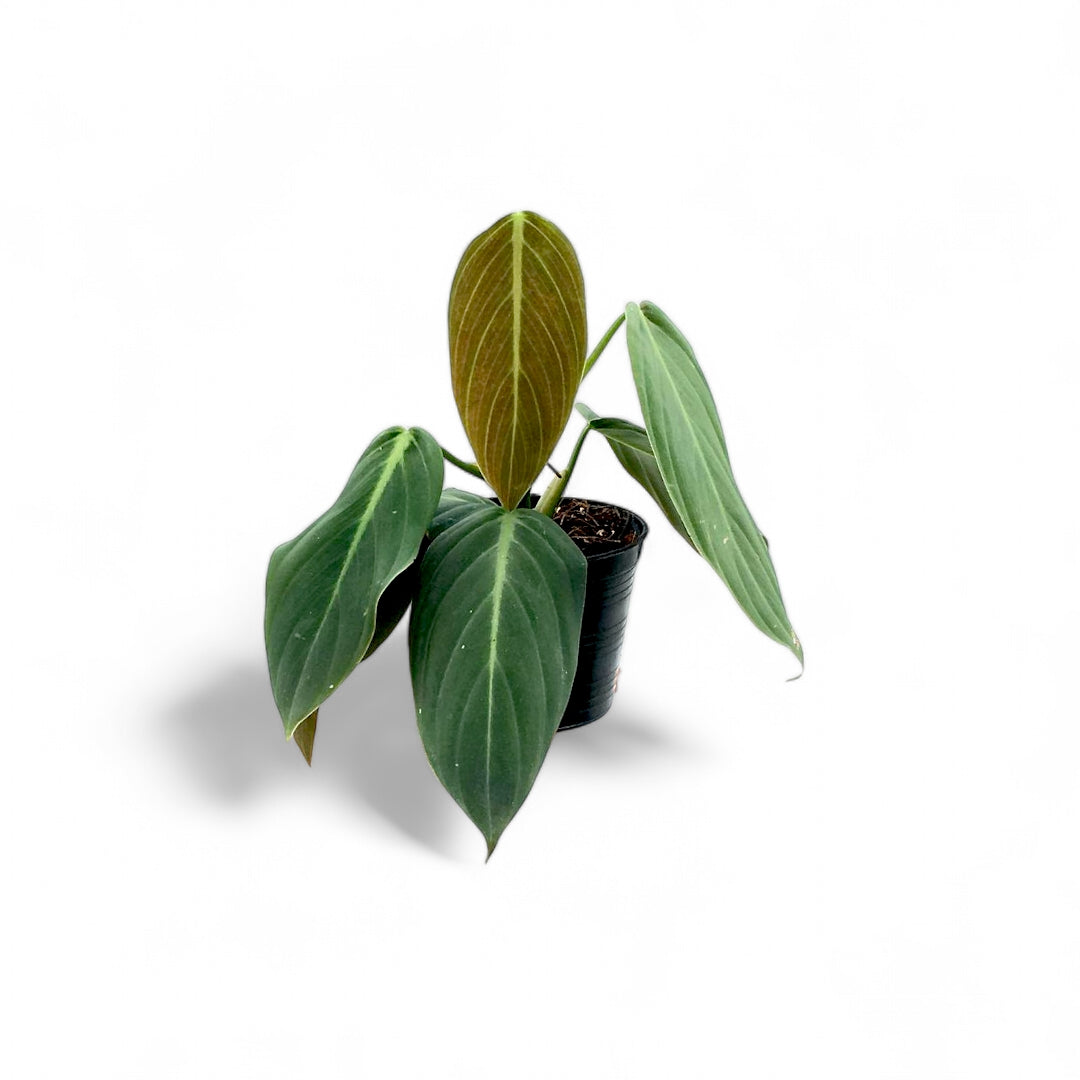 Philodendron Gigas - Philodendron - Soiled
