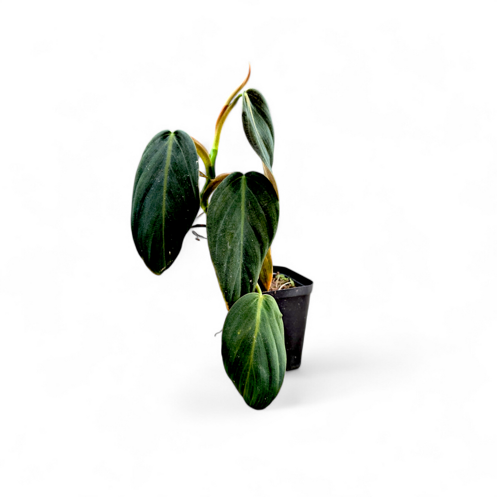 Philodendron Gigas - Philodendron - Soiled