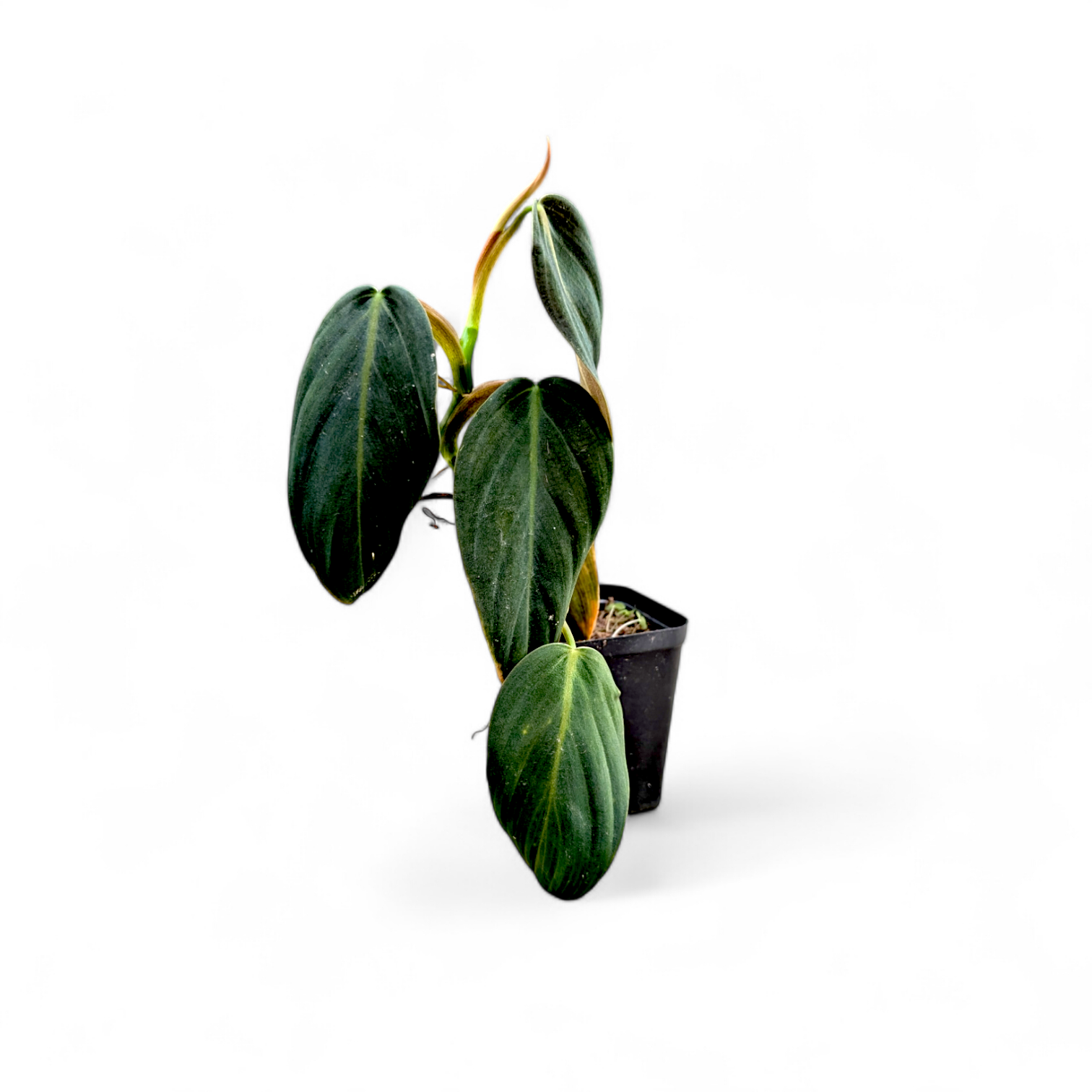 Philodendron Gigas - Philodendron - Soiled
