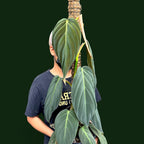 Philodendron Gigas - Philodendron - Soiled