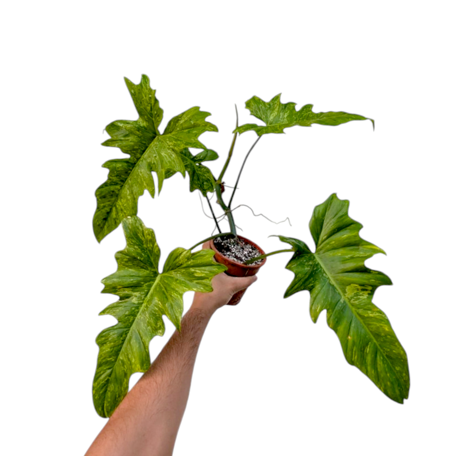 Philodendron Minarum 'Lime Fiddle' - Philodendron | Soiled
