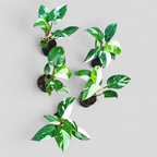 Philodendron 'White Princess' - Philodendron | Soiled