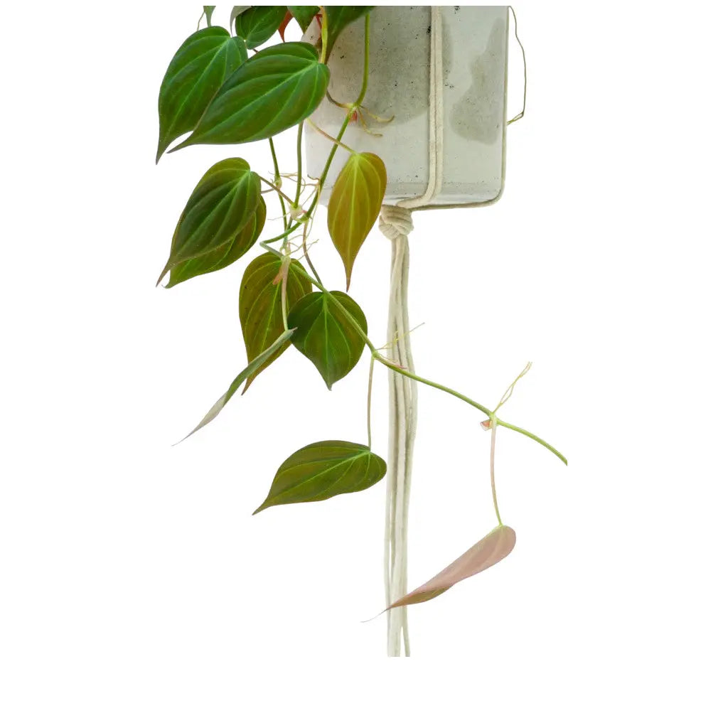 philodendron hederaceum micans verzorging Philodendron Micans – Velvet Trailing Aroid for Indoors