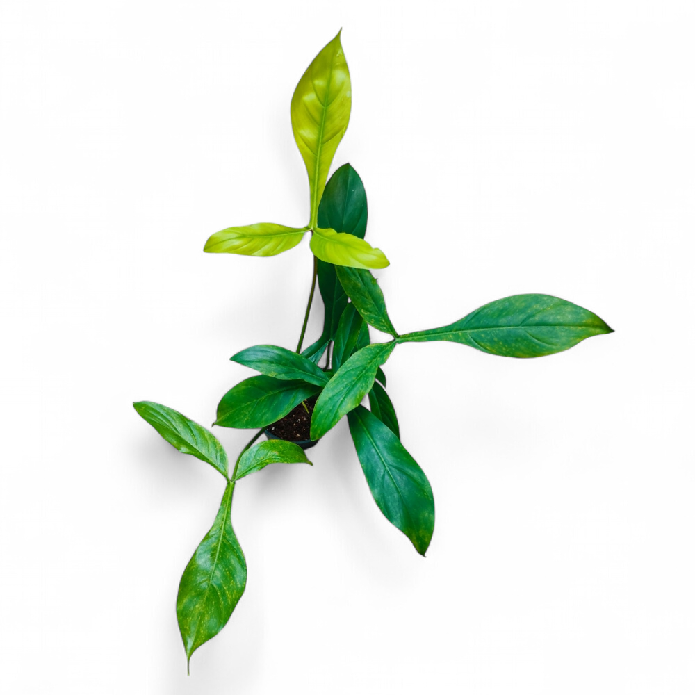 Philodendron 68696 - Philodendron - Soiled