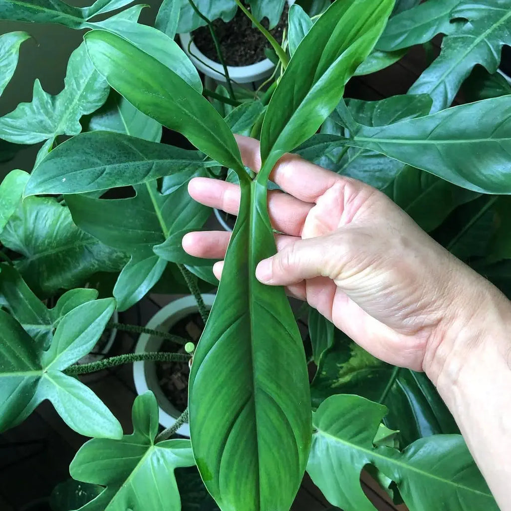 philodendron 69689 Philodendron 69686 – Rare Climbing Aroid for Collectors