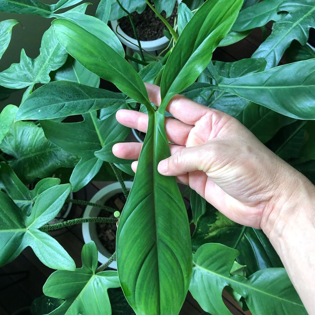 Philodendron 68696 - Philodendron - Soiled