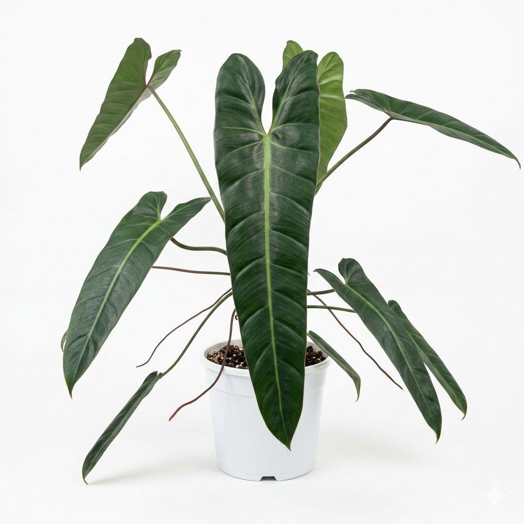 Potted plant with large green leaves on a white background