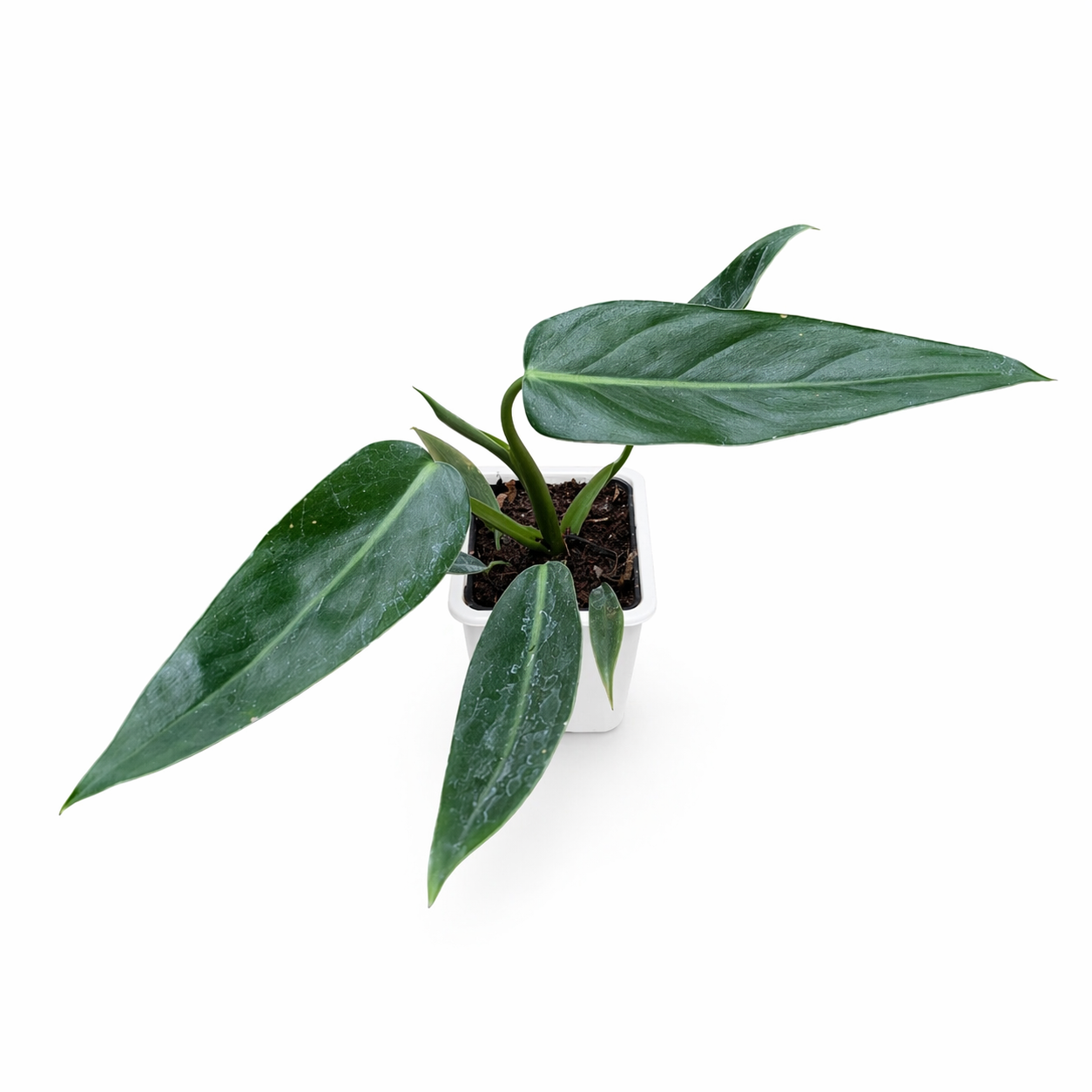 Green potted plant on a white background