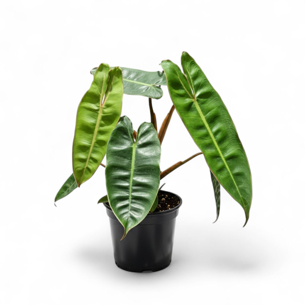 Potted plant with large green leaves on a white background