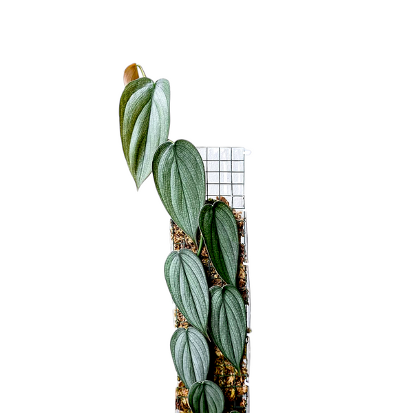 Potted Philodendron Burle Marx Fantasy plant with green leaves on a white background