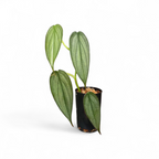 Potted Philodendron Burle Marx Fantasy plant with green leaves on a white background