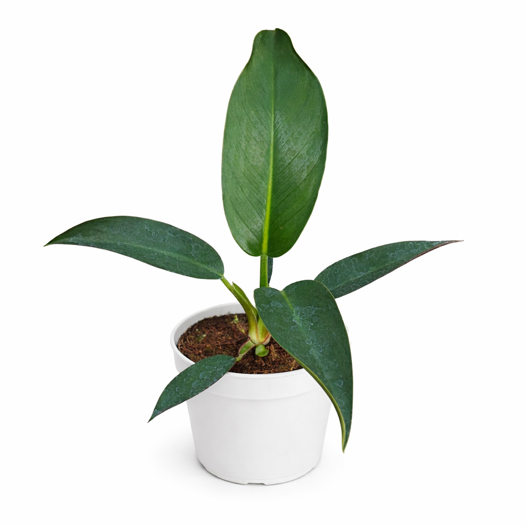 Potted Philodendron Davidsonii plant with large green leaves on a white background