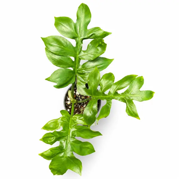 Philodendron Distantilobum