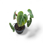 Philodendron El Choco Red Live Plant