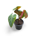 Philodendron El Choco Red Live Plant Red Leaf