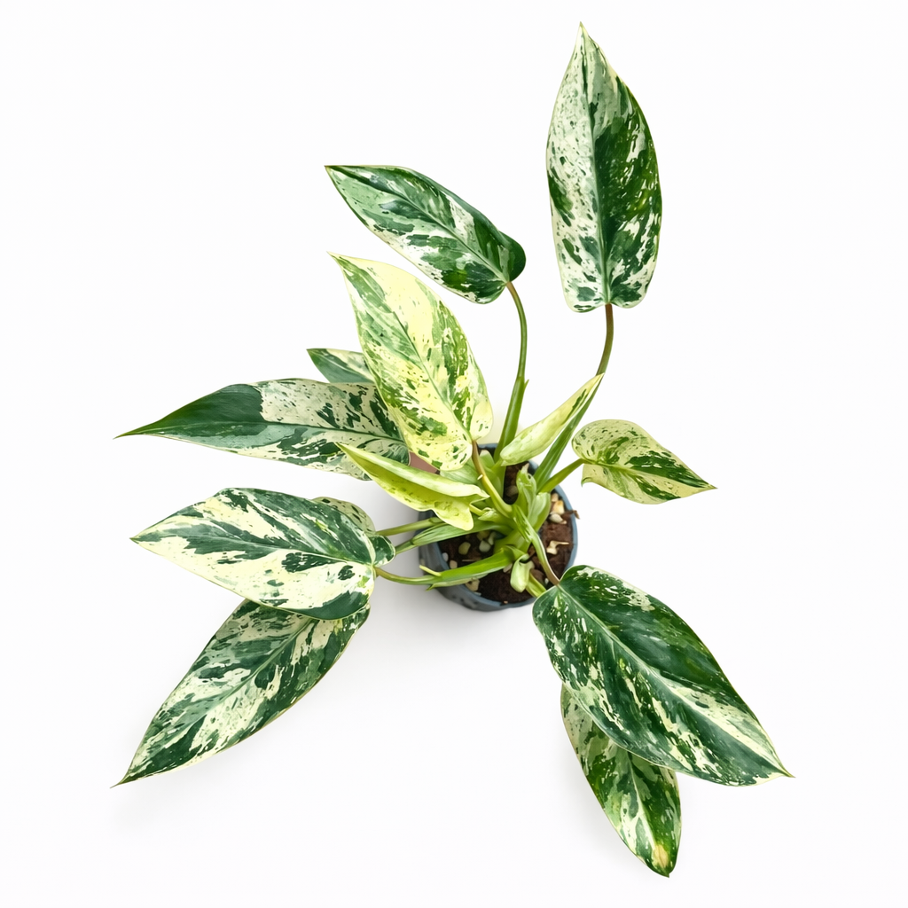 Philodendron Emerald Queen Variegated Variegated green and white leaves on a white background
