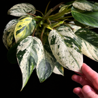 Variegated green and white leaves held by a hand against a black background