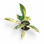 Potted plant with green and yellow leaves on a white background