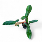 Potted Philodendron Florida Bronze plant with green leaves on a white background