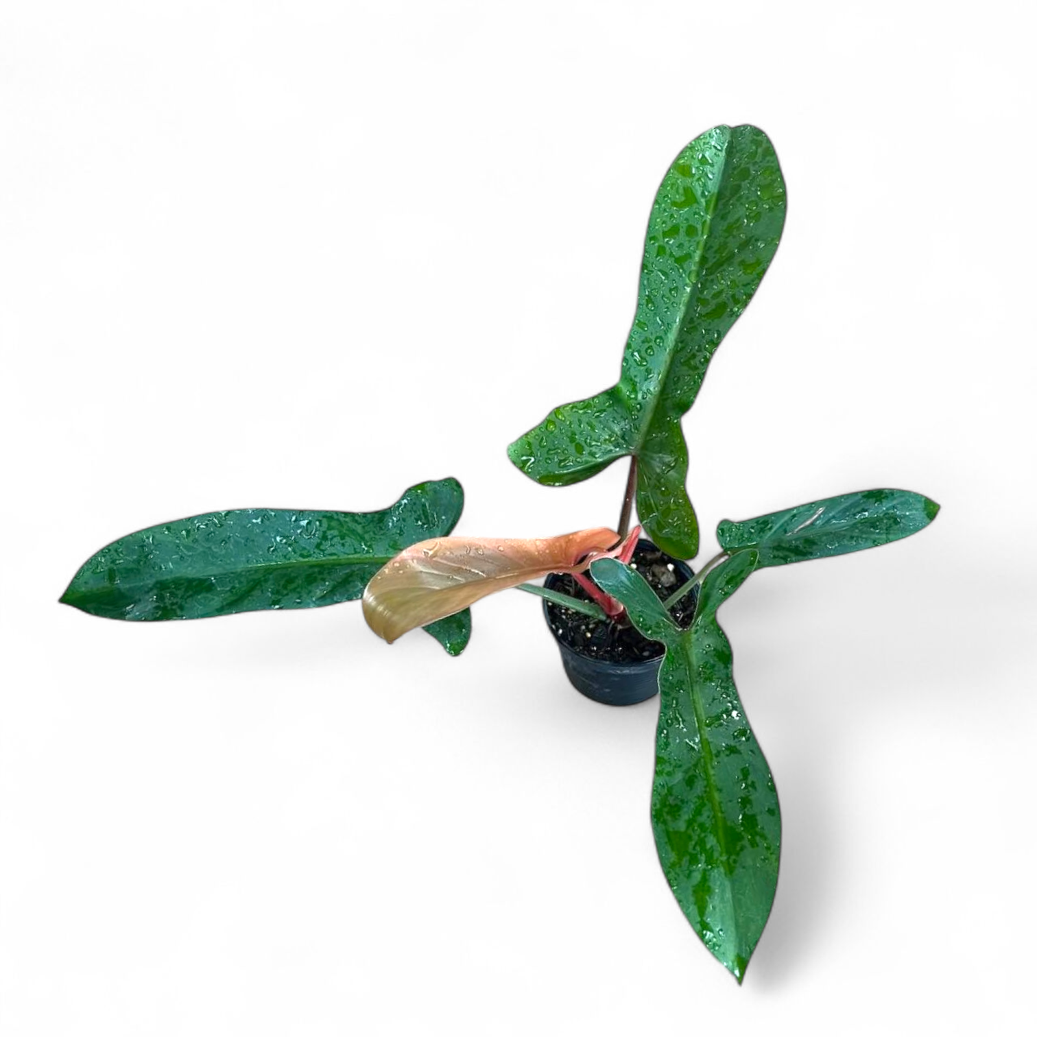 Potted Philodendron Florida Bronze plant with green leaves on a white background