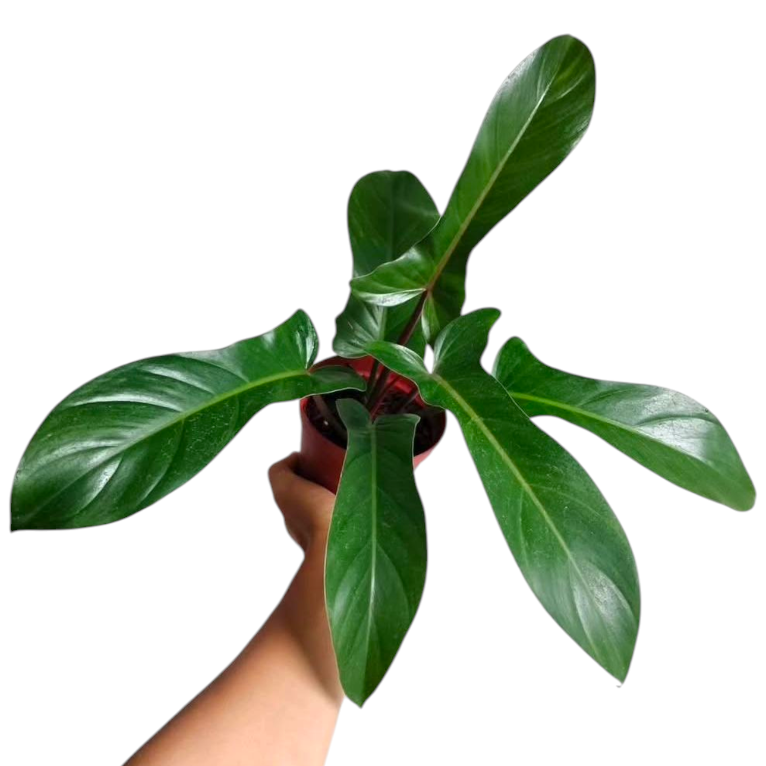 Hand holding a potted Philodendron Florida Bronze plant with large green leaves on a white background