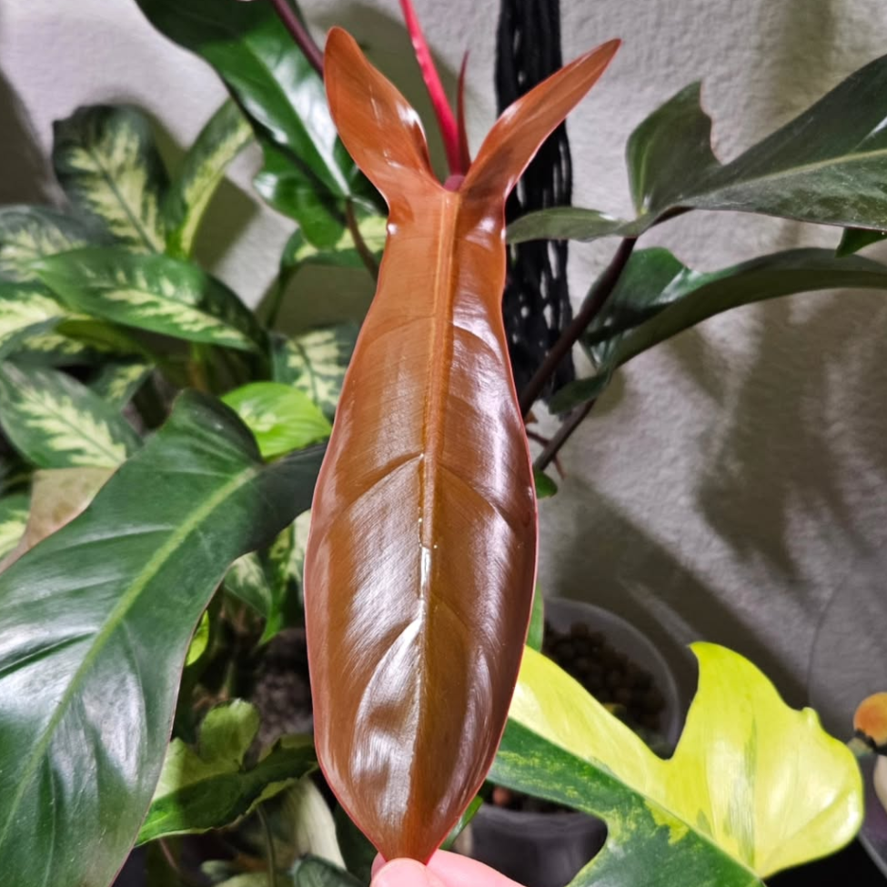 Close-up of a Philodendron Florida Bronze plant with brown leaves on a blurred background