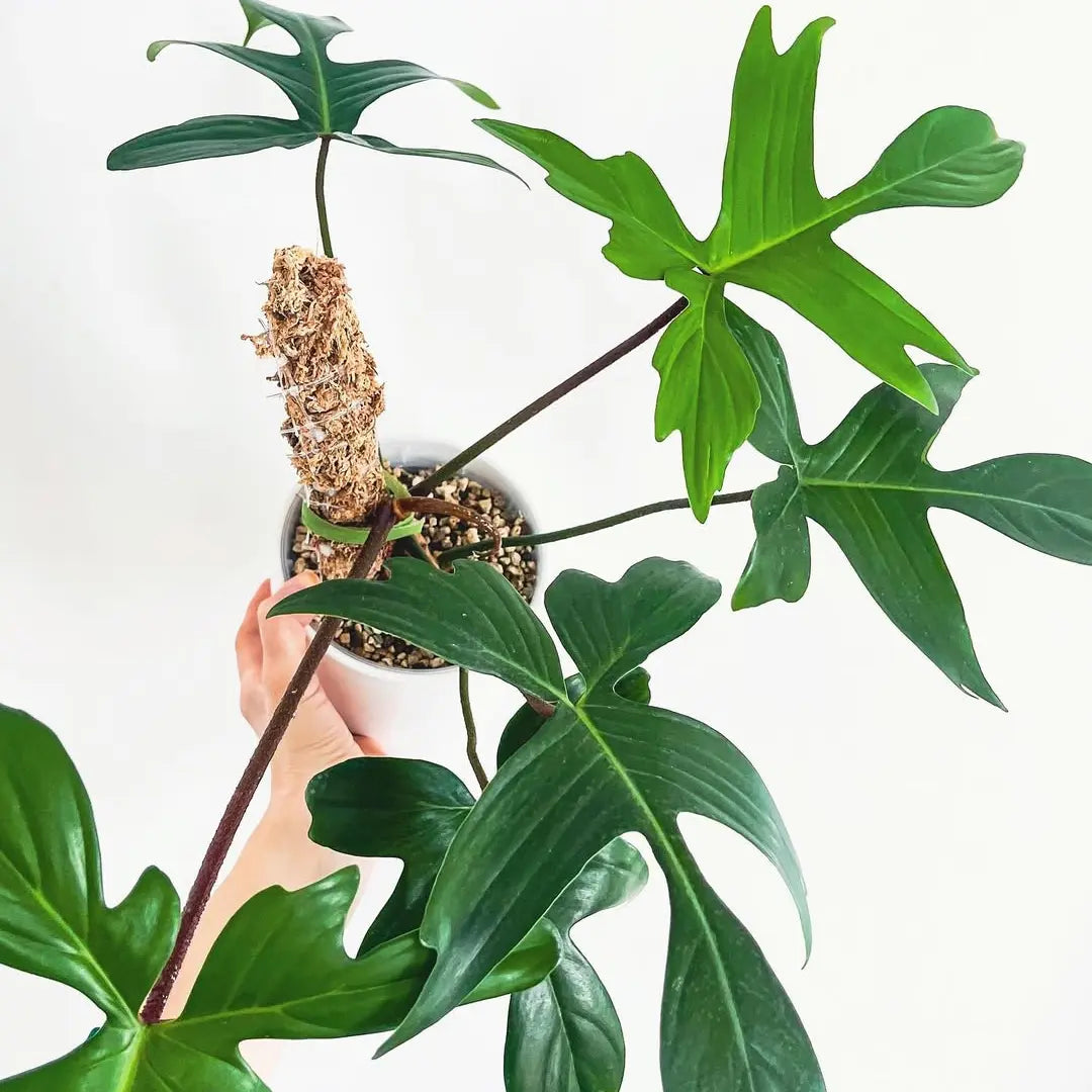 climbing florida philodendron Philodendron Florida Green – Climbing Aroid with Lobed Leaves