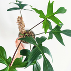 Philodendron Florida Green - Philodendron - Soiled